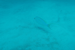 Scolopsis monogramma