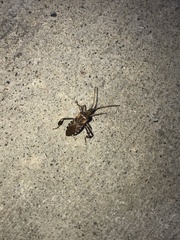 Leptoglossus occidentalis