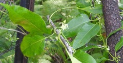 Leichhardtia longiloba