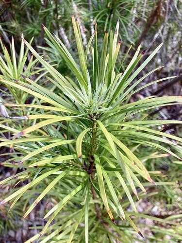 Emu berry (Podocarpus drouynianus)