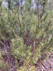 Podocarpus drouynianus