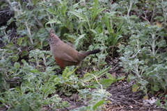 Rhinocrypta lanceolata