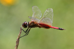 Tramea darwini