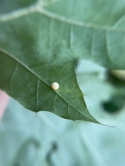 Zopheroteras hubbardi