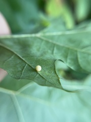 Zopheroteras hubbardi