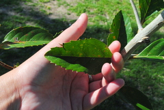 Citharexylum montevidense