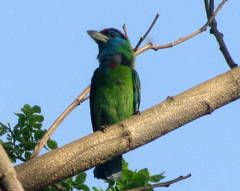 Psilopogon asiaticus