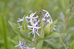 Amsonia repens