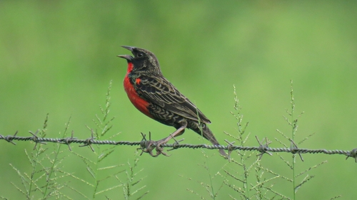 Red-breasted Meadowlark (Leistes militaris), photo 8