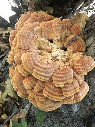 Western Hardwood Sulphur Shelf