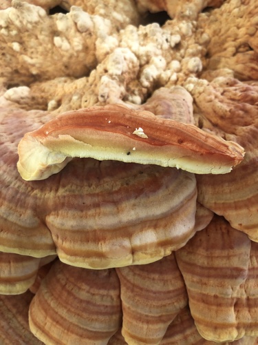 Western Hardwood Sulphur Shelf