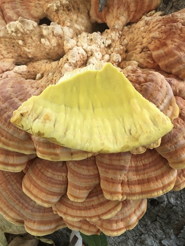 Western Hardwood Sulphur Shelf