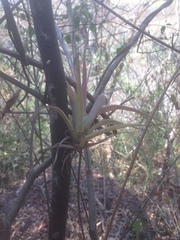 Tillandsia achyrostachys