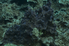Montipora hispida