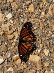 Limenitis archippus watsoni