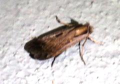 Tathorhynchus exsiccata