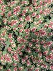 Euphorbia indivisa