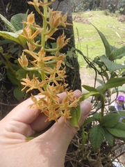 Epidendrum tequendamae