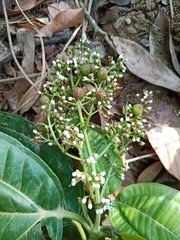 Miconia chamissois