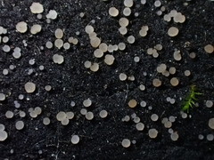 Strossmayeria basitricha