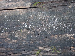 Strossmayeria basitricha