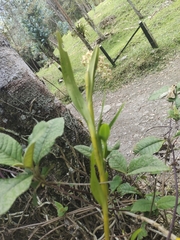 Epidendrum tequendamae