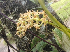 Epidendrum tequendamae
