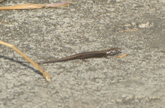 Caledoniscincus austrocaledonicus