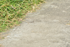 Caledoniscincus austrocaledonicus