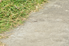 Caledoniscincus austrocaledonicus