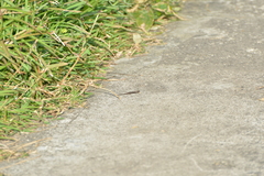 Caledoniscincus austrocaledonicus