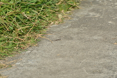 Caledoniscincus austrocaledonicus