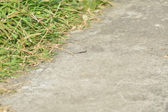 Caledoniscincus austrocaledonicus