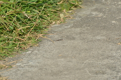 Caledoniscincus austrocaledonicus