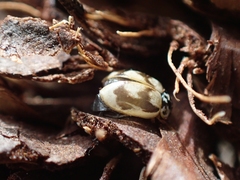 Mulsantina