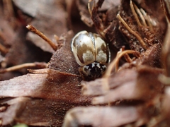 Mulsantina