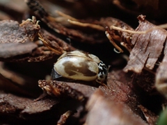 Mulsantina