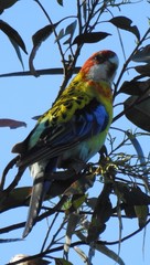 Platycercus eximius x adscitus