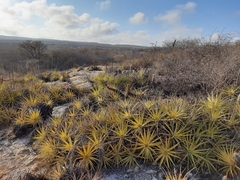 Encholirium spectabile