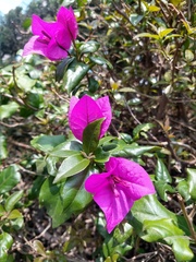 Bougainvillea