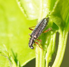 Lemidia subaenea