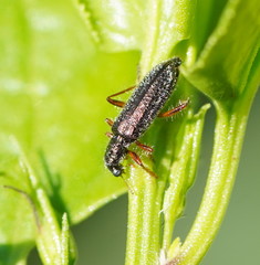 Lemidia subaenea