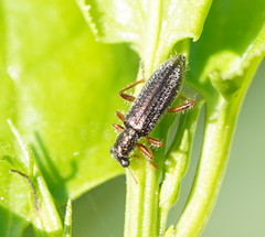 Lemidia subaenea