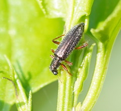 Lemidia subaenea