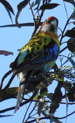 Platycercus eximius x adscitus