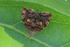 Choreutis emplecta