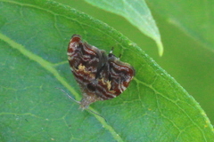 Choreutis emplecta