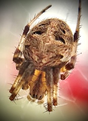 Neoscona arabesca