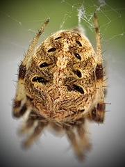 Neoscona arabesca