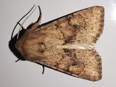 Luperina rubella